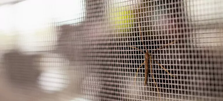 Repair Mosquito Mesh For Windows in Kendall, FL